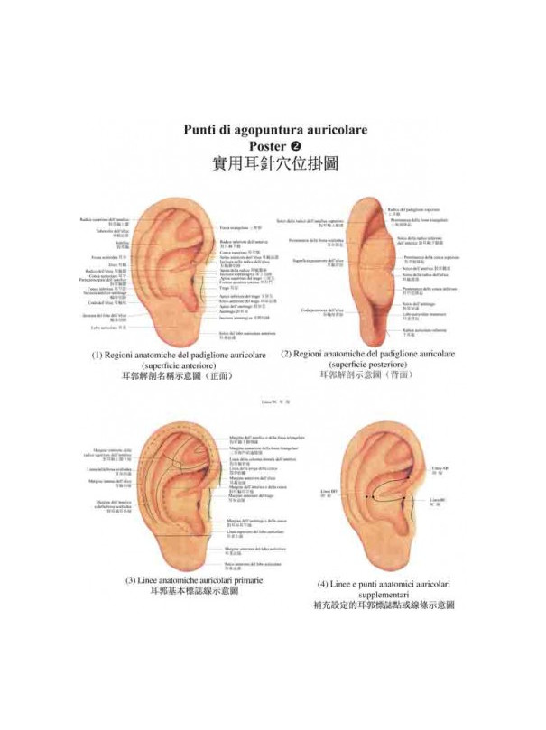 Poster a colori di agopuntura auricolare