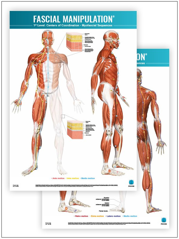 FASCIAL MANIPULATION ® 1st Level Poster: Centers of Coordination • Myofascial Sequences