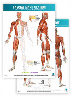 FASCIAL MANIPULATION ® 2nd Level Poster: Centers of Fusion • Myofascial Diagonals