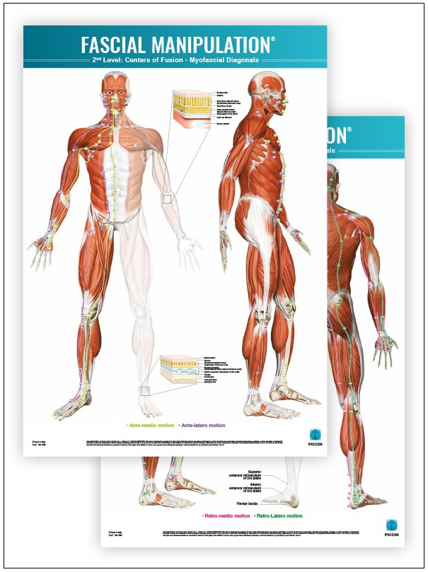 FASCIAL MANIPULATION ® 2nd Level Poster: Centers of Fusion • Myofascial Diagonals