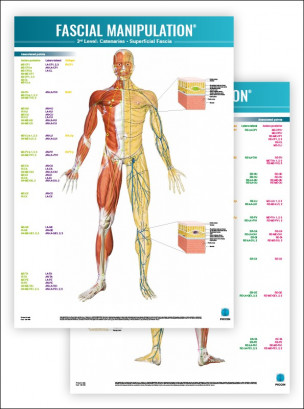 FASCIAL MANIPULATION ® 3rd Level Poster: Catenaries • Superficial Fascia