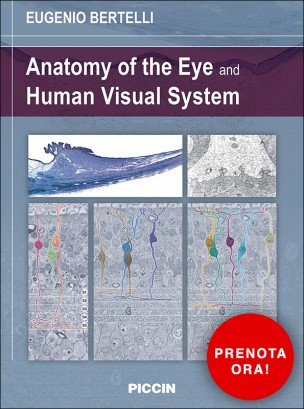 Anatomy of the Eye and Human Visual System Anatomy of the Eye and Human Visual System