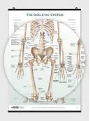 The Skeletal System Poster