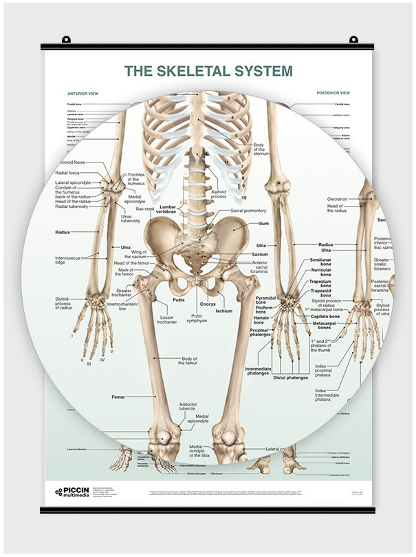 The Skeletal System Poster