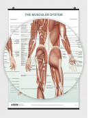 The Skeletal System Poster