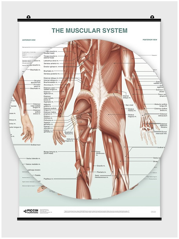The Muscular System Poster