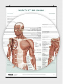 The Skeletal System Poster