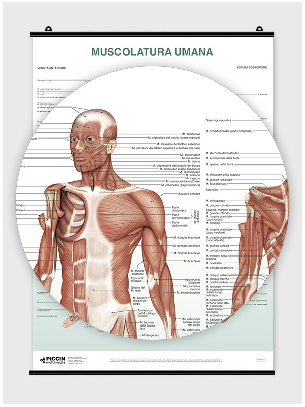 Poster Muscolatura umana