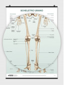 The Skeletal System Poster