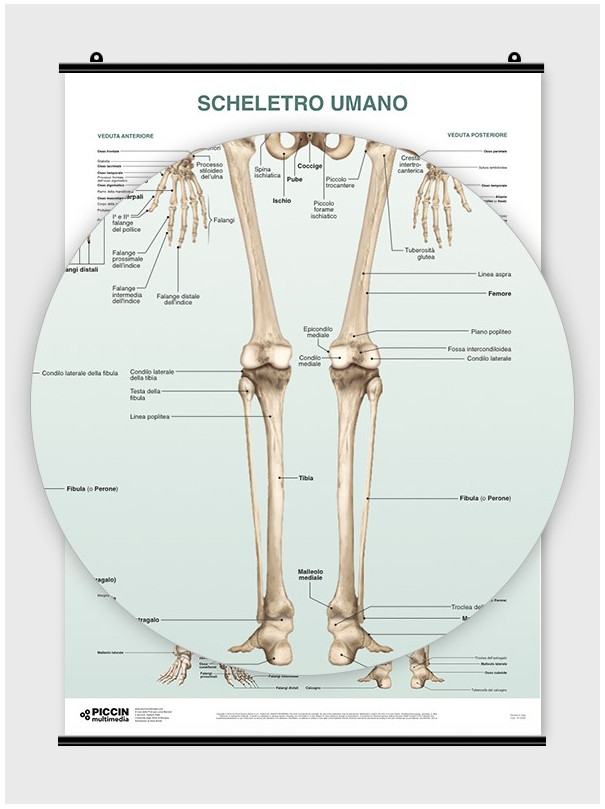 Poster Scheletro Umano