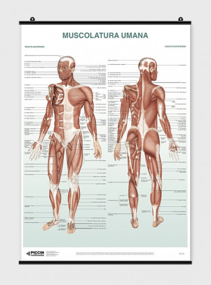 The Skeletal System Poster