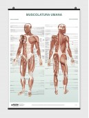 Poster Muscolatura umana