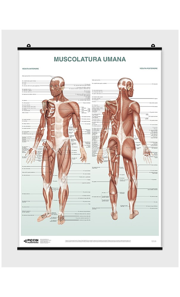 Poster Muscolatura umana - PICCIN Nuova Libraria S.P.A.
