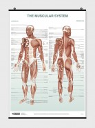 The Muscular System Poster