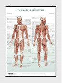 The Skeletal System Poster