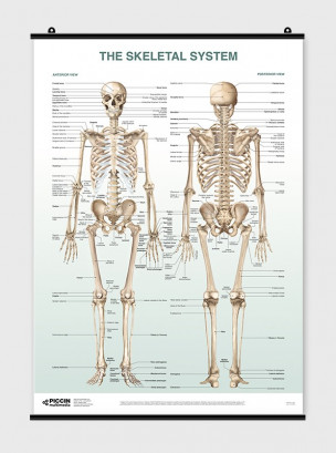 The Skeletal System Poster