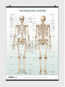 The Skeletal System Poster