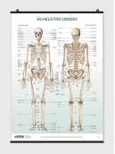 The Skeletal System Poster