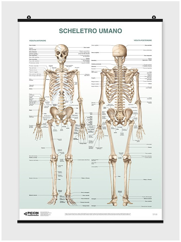 The Skeletal System Poster