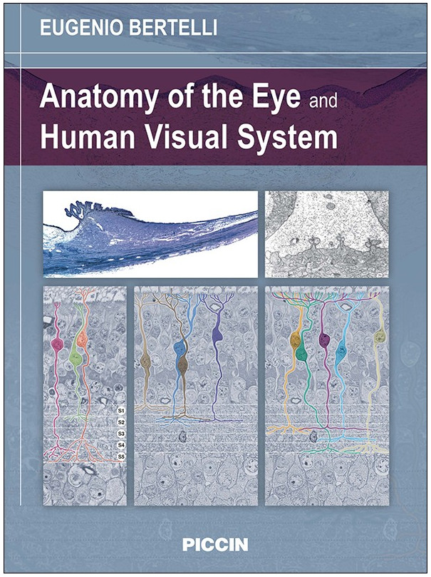 Anatomy of the Eye and Human Visual System