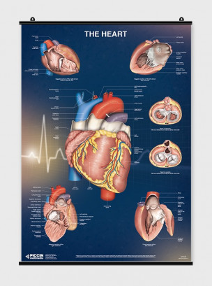 The Heart - Poster