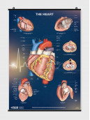 The Heart - Poster