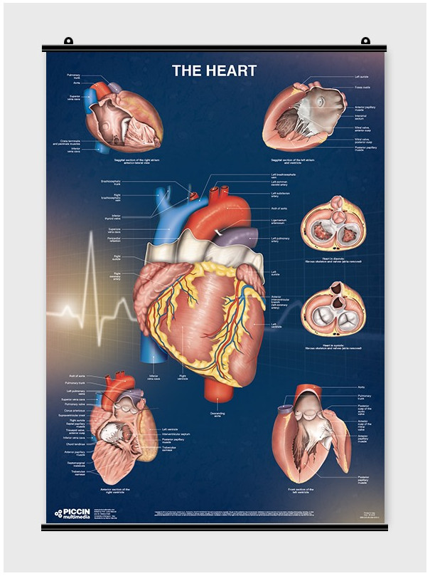 The Heart - Poster