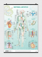Sistema Linfatico - Poster