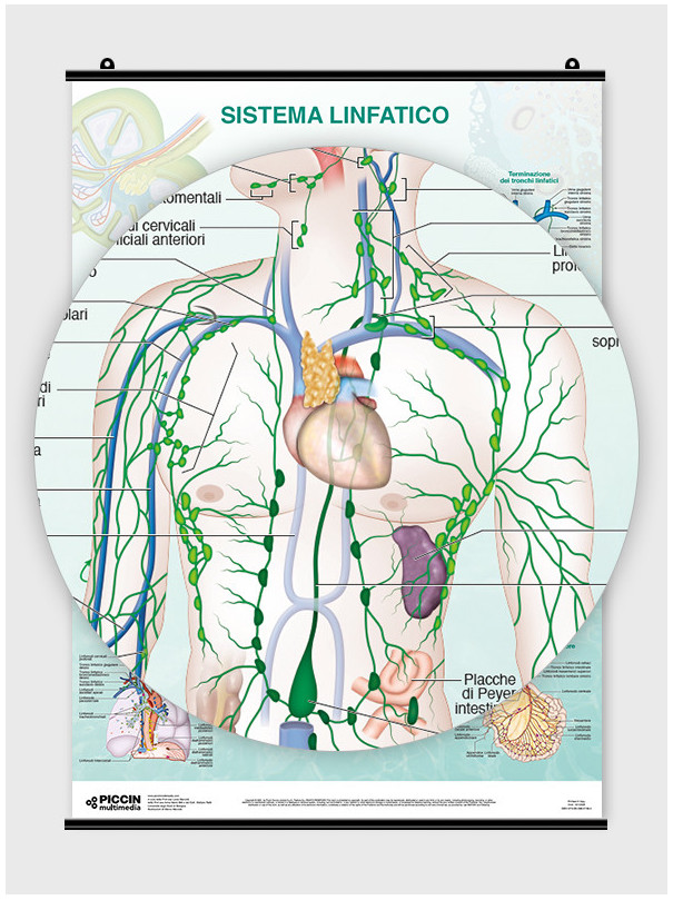 Sistema Linfatico - Poster