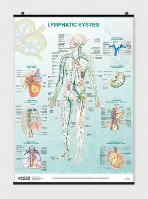 Lymphatic System - Poster