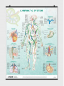 Lymphatic System - Poster