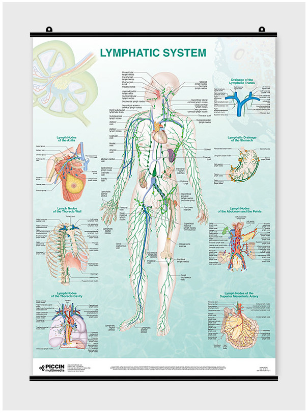 Lymphatic System - Poster