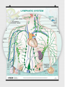 Lymphatic System - Poster