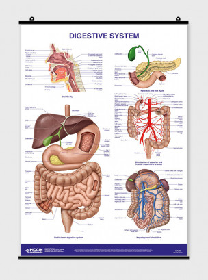 Digestive System