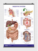 Digestive System