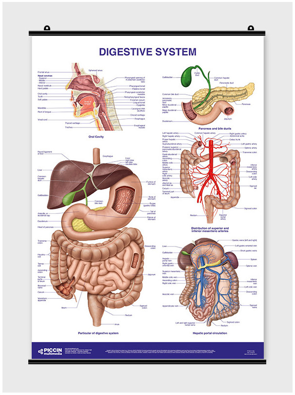 Digestive System