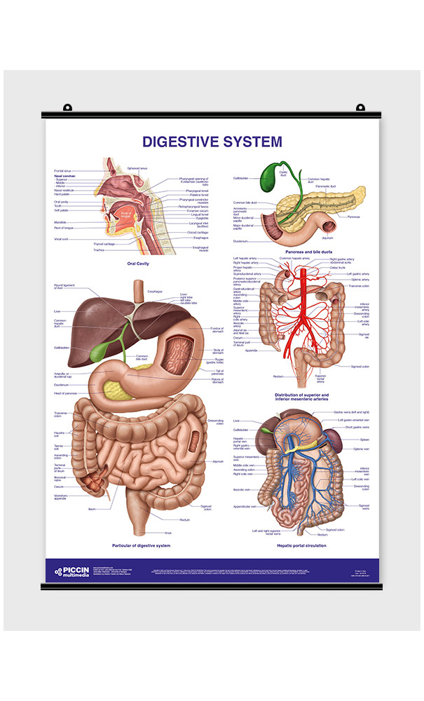Digestive System - Poster