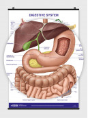 Digestive System