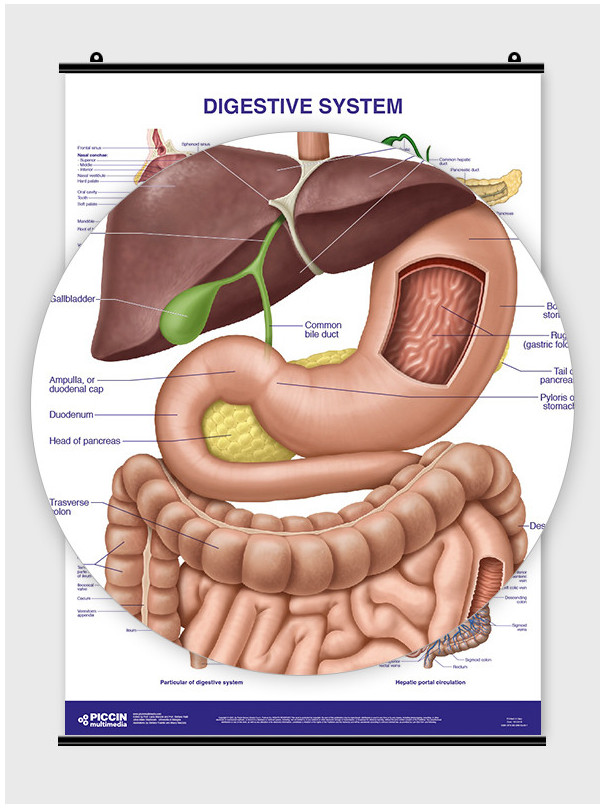 Digestive System