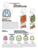 Colorare LA FISIOLOGIA