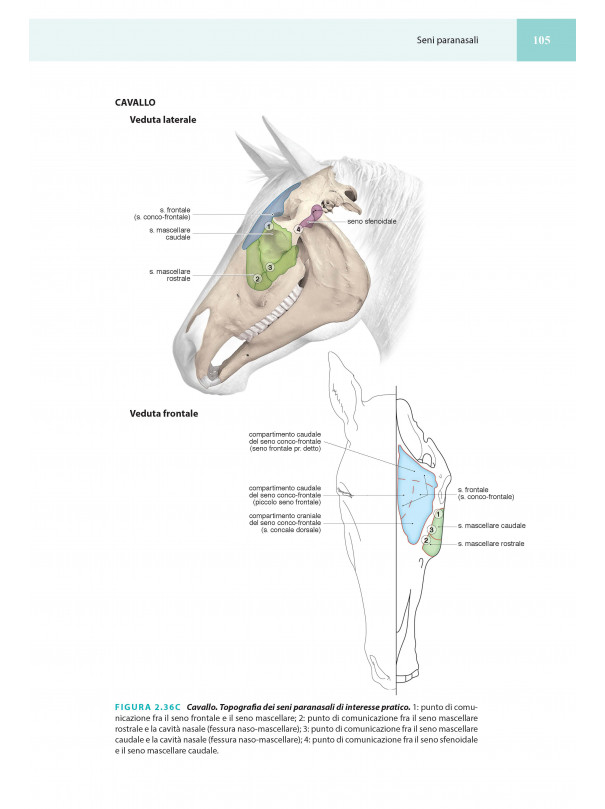 Anatomia applicata e Topografia regionale veterinaria