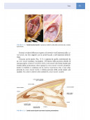 Anatomia applicata e Topografia regionale veterinaria