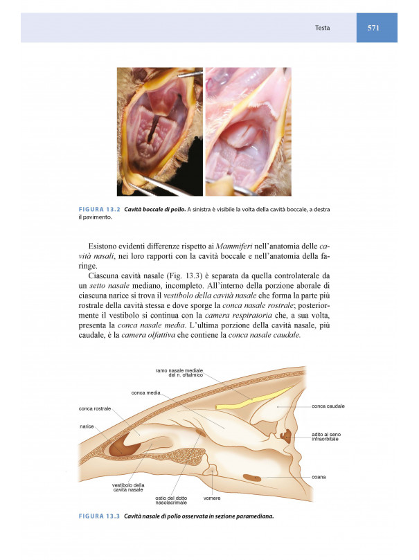 Anatomia applicata e Topografia regionale veterinaria