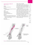 Manuale di kinesiologia strutturale