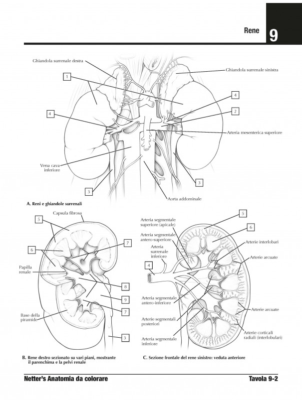 Netter’s Anatomia da colorare