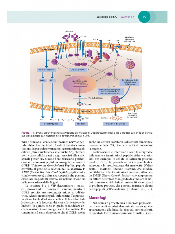 Immunodermatologia clinica