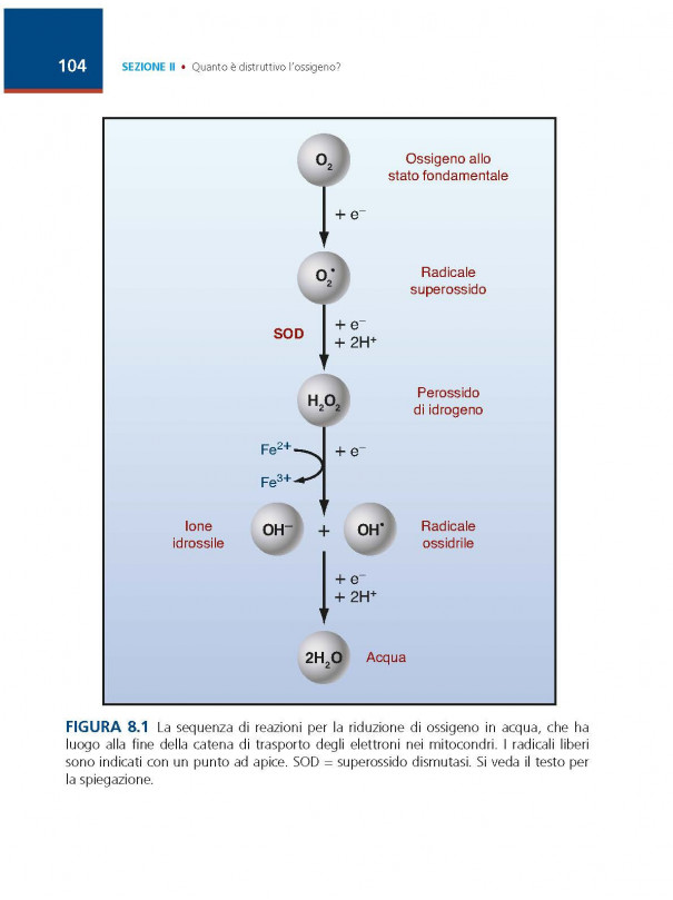 Ossigeno - Creare un nuovo paradigma