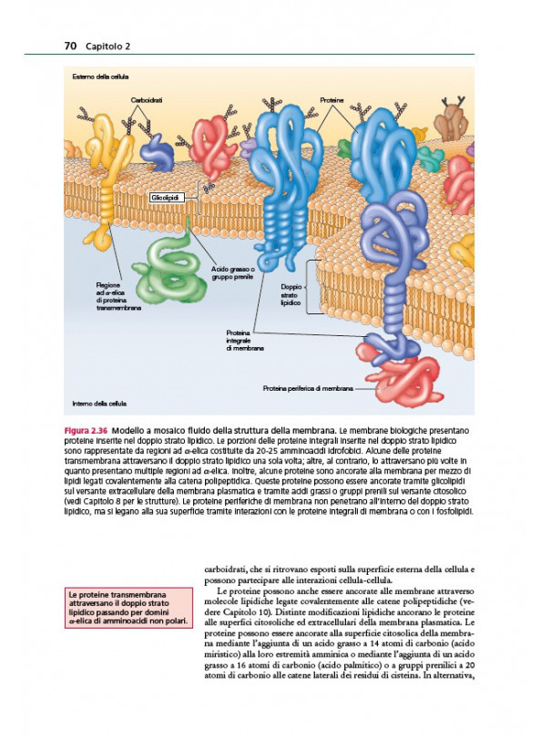 La cellula. Un approccio molecolare