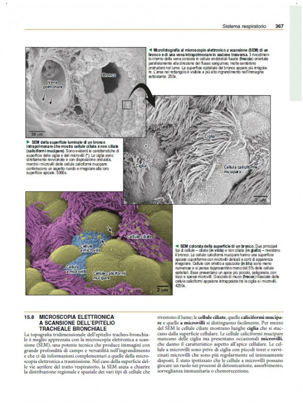 Netter’s. Istologia e Anatomia Microscopica con correlazioni cliniche e istopatologiche