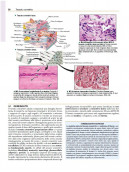 Netter’s. Istologia e Anatomia Microscopica con correlazioni cliniche e istopatologiche